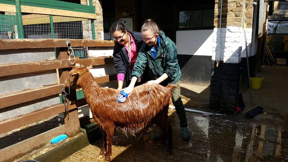 Vauxhall City Farm: Contactless Giving